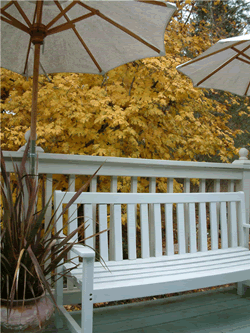 Bench and Yellow